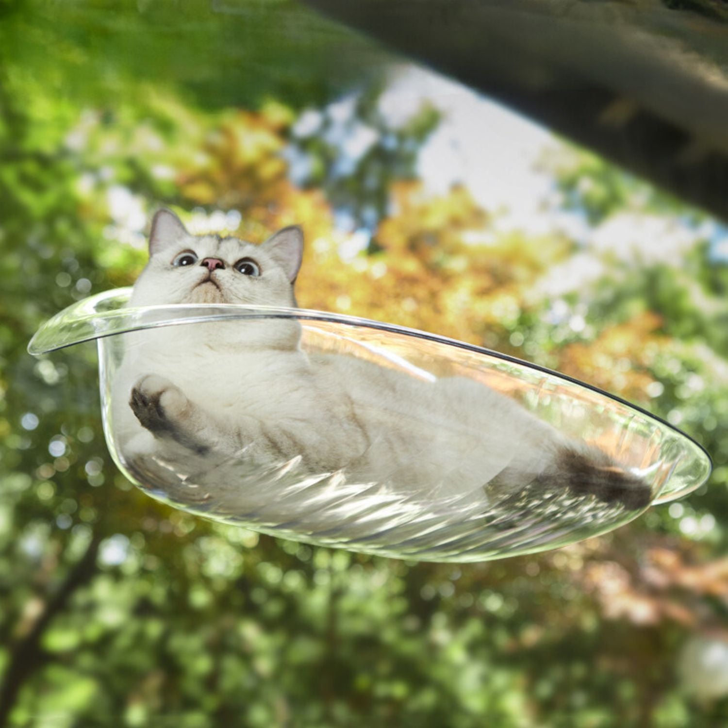 Kattenraam Hangmat doorzichtig met kat tussen bladeren